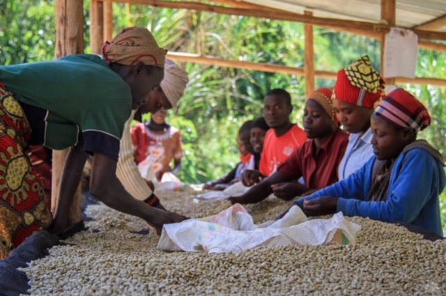 Di Bella Supports Sustainable Coffee