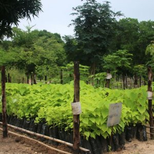 Ecosia_Main