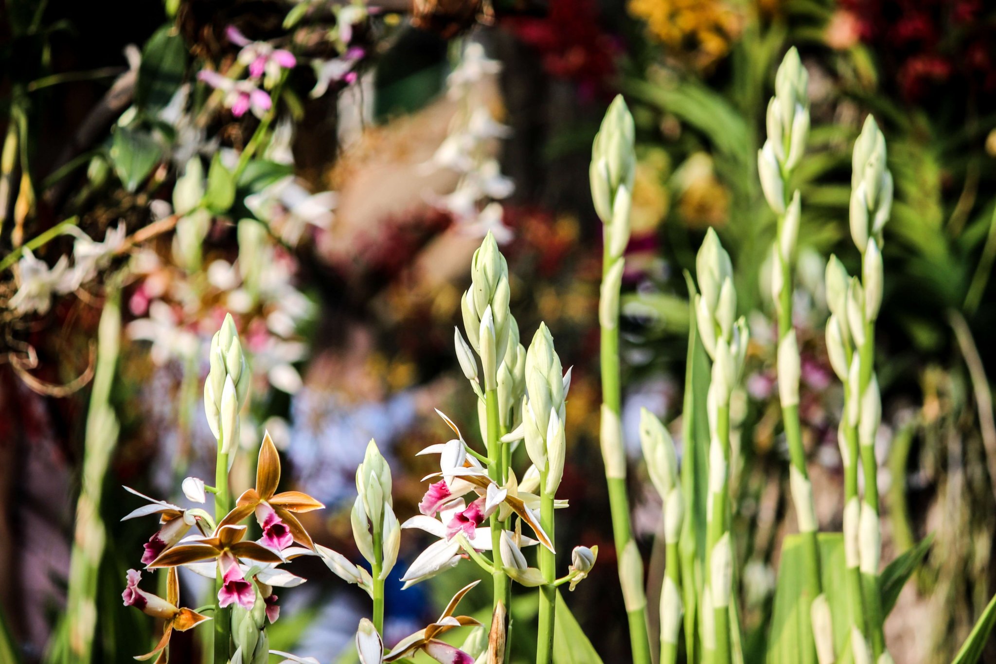 Magical-Watering-Can-West-End-Magazine