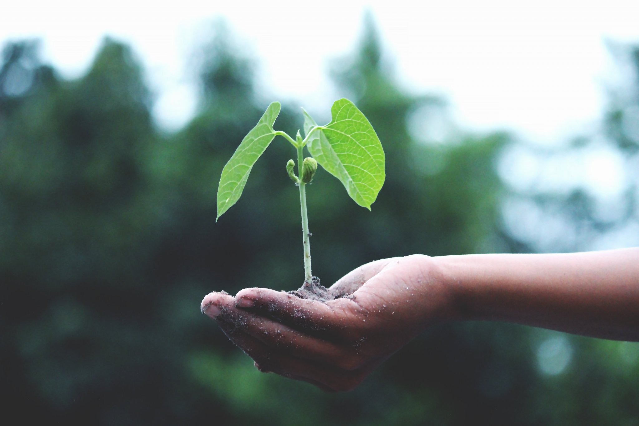 sapling-planting