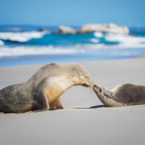 seals